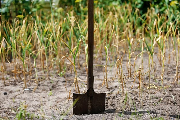 Shovel